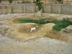 149 BIO PARC DE DOUE LA FONTAINE 4- 2016_000018